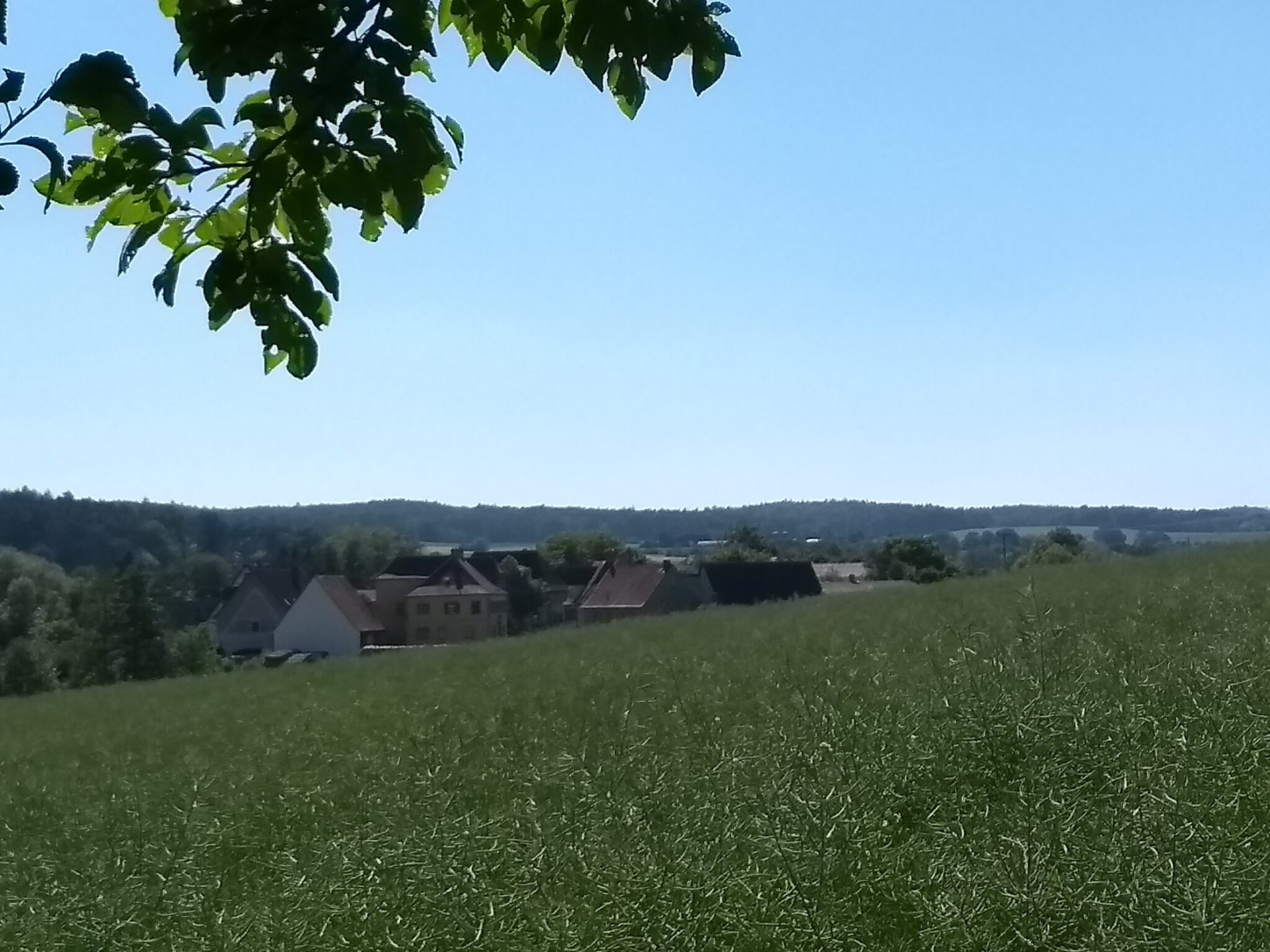 Hombeer Markt Taschendorf